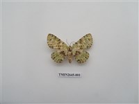 藏品(尺蛾174)的圖片